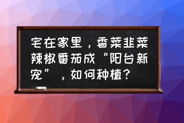 适合阳台种植的蔬果 宅在家里,香菜韭菜辣椒番茄成“阳台新宠”,如何种植? 适合阳台种植的蔬果 宅在家里,香菜韭菜辣椒番茄成“阳台新宠”,如何种植?