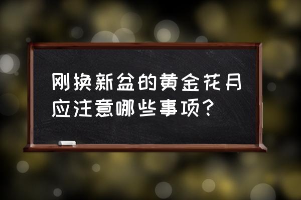 刚从网上买回来的多肉怎么养护 刚换新盆的黄金花月应注意哪些事项? 刚从网上买回来的多肉怎么养护 刚换新盆的黄金花月应注意哪些事项?