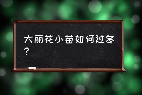 大丽花北方地栽可以过冬吗 大丽花小苗如何过冬? 大丽花北方地栽可以过冬吗 大丽花小苗如何过冬?