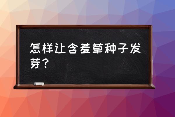 含羞草种子的种植方法和时间 怎样让含羞草种子发芽? 含羞草种子的种植方法和时间 怎样让含羞草种子发芽?
