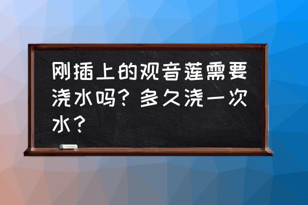 观音莲一次能繁殖多少 刚插上的观音莲需要浇水吗?多久浇一次水? 观音莲一次能繁殖多少 刚插上的观音莲需要浇水吗?多久浇一次水?