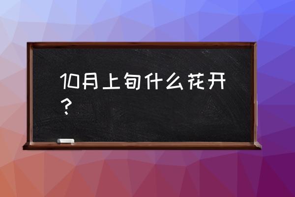 矮雪轮盆栽 10月上旬什么花开? 矮雪轮盆栽 10月上旬什么花开?