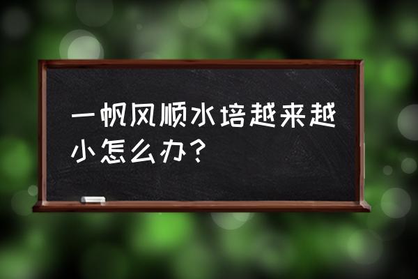 水培一帆风顺烂根了要怎么救治 一帆风顺水培越来越小怎么办? 水培一帆风顺烂根了要怎么救治 一帆风顺水培越来越小怎么办?