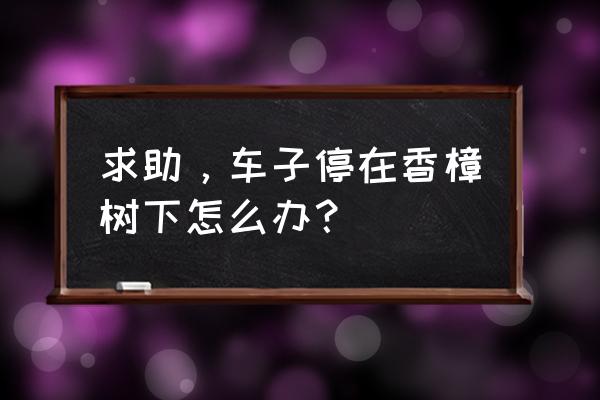 香樟树油脂落在车漆面上怎么去除 求助,车子停在香樟树下怎么办? 香樟树油脂落在车漆面上怎么去除 求助,车子停在香樟树下怎么办?